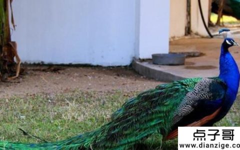 孔雀养殖前景和效益 利润可观但必须小心饲养