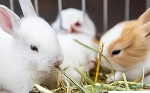 如何养兔 养兔的正确方法和技巧