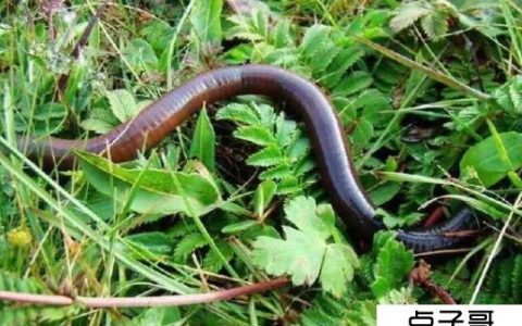 吃什么蚯蚓 饲养蚯蚓的正确方法