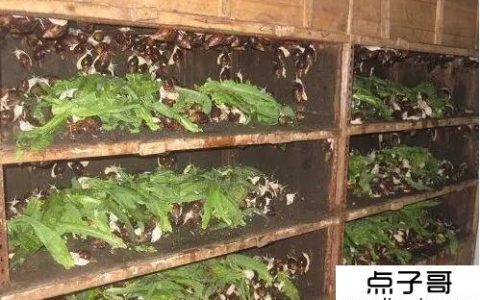 室内育种的小投资项目有哪些？你听说过蜗牛养殖吗？