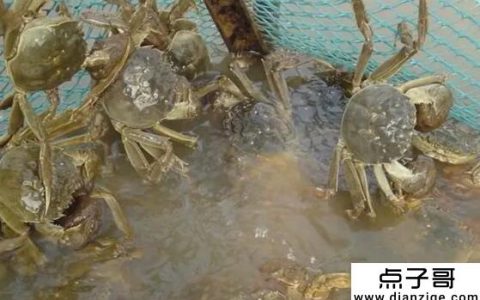 螃蟹吃什么食物 野生螃蟹主要是带肉吃(养蟹小贴士)