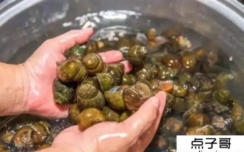 如何洗田螺最快最干净 田螺3个好方法分享
