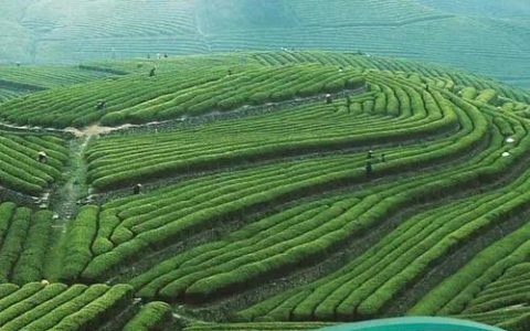 惠农小额贷款：助力乡村振兴的金融活水