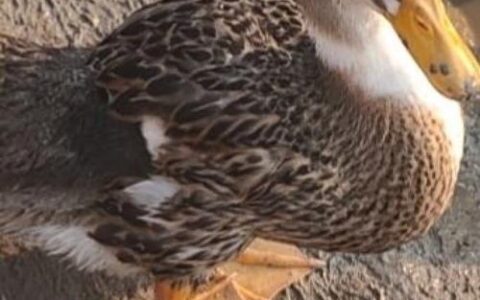 花鸭金服靠谱吗？2026年最新实测，这几点坑必须知道