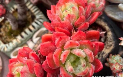 泰深优选3000秒到账？别急着开心，这坑踩了才知多肉疼