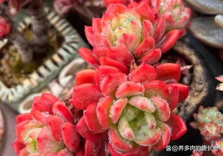 泰深优选3000秒到账？别急着开心，这坑踩了才知多肉疼